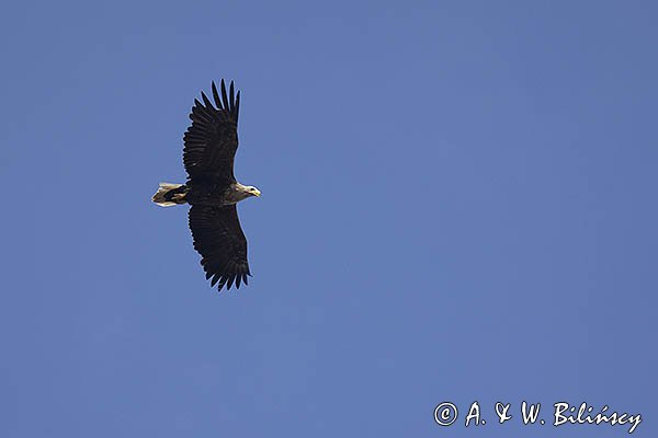 Bielik, Haliaetus albicilla