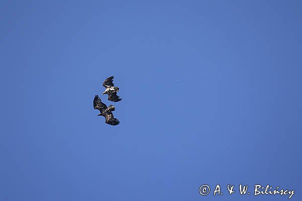 Bieliki, Haliaetus albicilla
