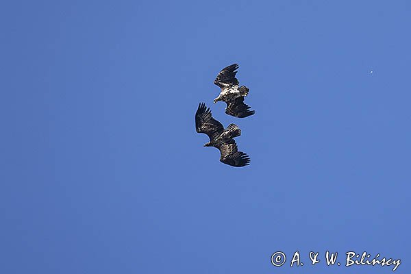 Bieliki, Haliaetus albicilla