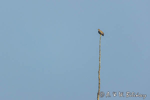 Bielik, Haliaetus albicilla