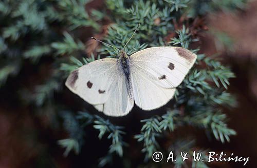 bielinek kapustnik Pieris brassicae) samica