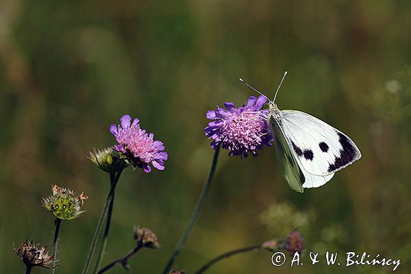 Bielinek kapustnik, Pieris brassicae