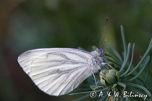 Bielinek bytomkowie Pieris napi rezerwat Grabowiec