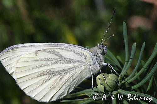 Bielinek bytomkowie Pieris napi rezerwat Grabowiec