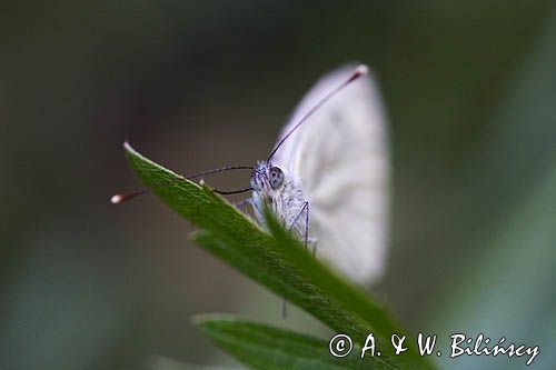 Bielinek bytomkowie Pieris napi rezerwat Grabowiec