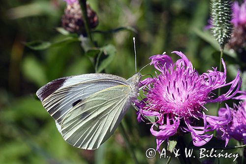 Bielinek kapustnik: Pieris brassicae L.) Pieridae