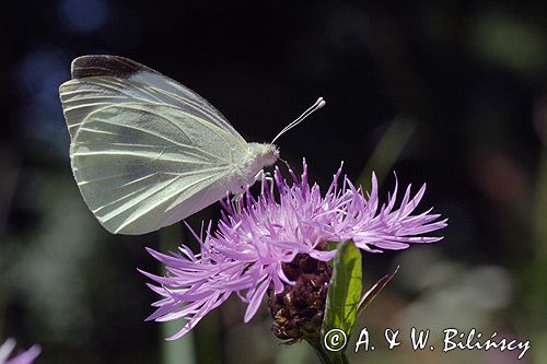 Bielinek kapustnik: Pieris brassicae L.) Pieridae