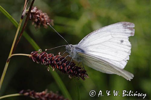 Bielinek kapustnik: Pieris brassicae L.) Pieridae