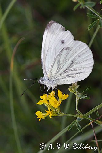 Bielinek kapustnik: Pieris brassicae L.) Pieridae