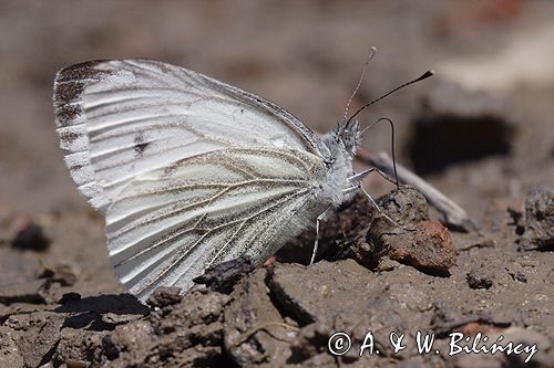 Bielinek rzepnik: Pieris rapae L.) Pieridae