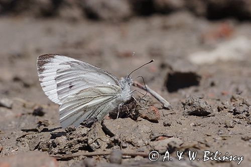 Bielinek rzepnik: Pieris rapae L.) Pieridae