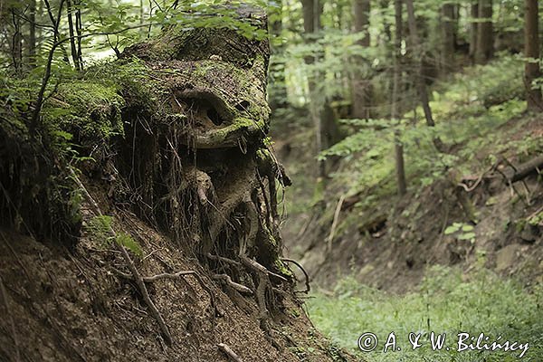Biesy straszą w lesie, Góry Sanocko-Turczańskie, Bieszczady