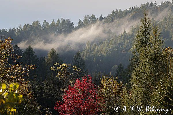 Widok na pasmo żuków z Doliny żłobka, Bieszczady