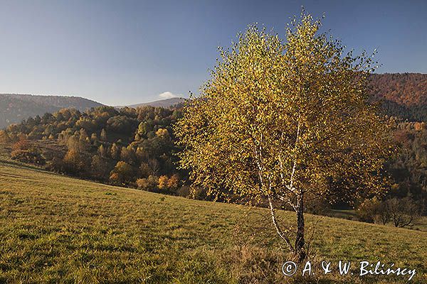Jesień, Bieszczady, Krywe, Park Krajobrazowy Doliny Sanu