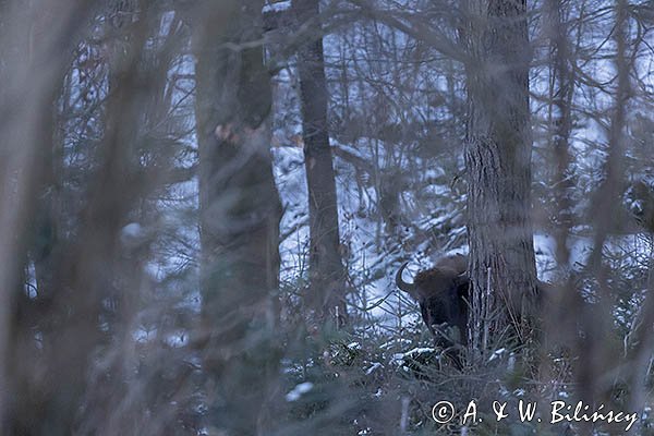 Żubr, Bison bonasus