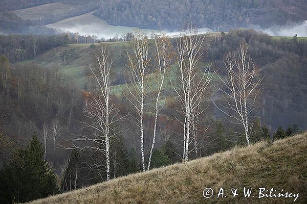 Widok z Polany, Bieszczady