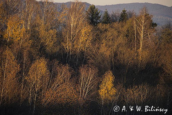 Widok z Polany, Bieszczady