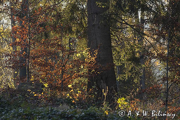 Jesienny las, Bieszczady
