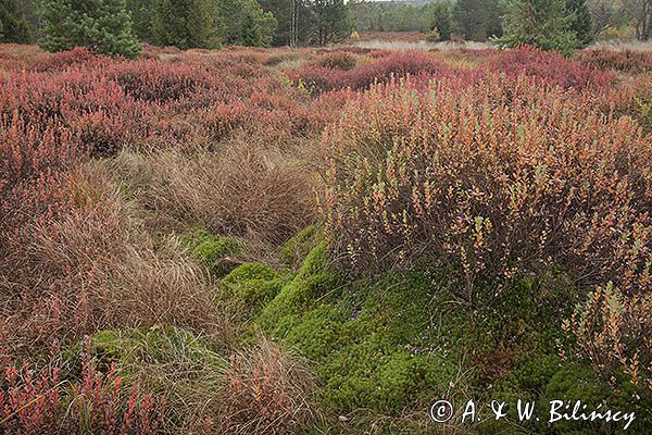 Torfowisko Tarnawa, Bieszczady, Bieszczadzki Park Narodowy