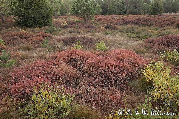 Torfowisko Tarnawa, Bieszczady, Bieszczadzki Park Narodowy