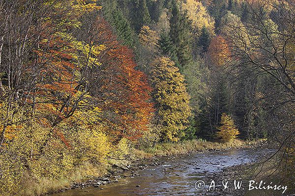 Potok Wołosaty, Bieszczady