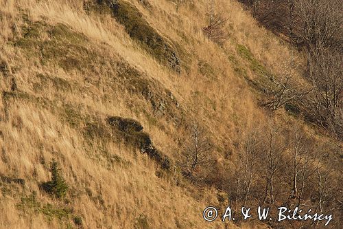 Bieszczady na Połoninie Wetlińskiej