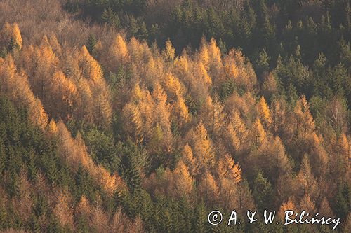 Bieszczady jesienne modrzewie