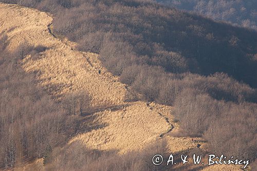 Bieszczady na połoninie