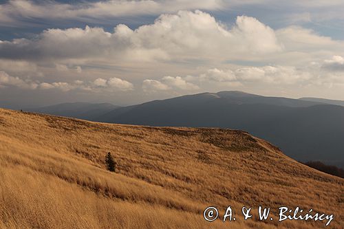 Bieszczady na Połoninie Wetlińskiej