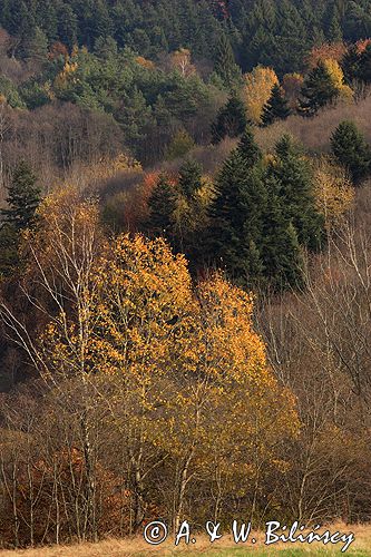 Bieszczady jesień Sokołowa Wola