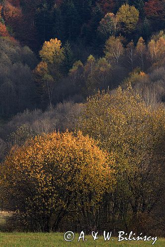 Bieszczady jesień Sokołowa Wola