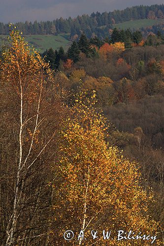 Bieszczady jesień Sokołowa Wola brzoza