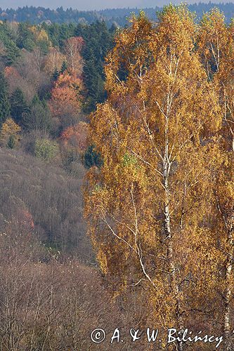 Bieszczady jesień Sokołowa Wola brzoza