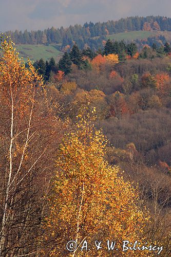 Bieszczady jesień Sokołowa Wola brzoza