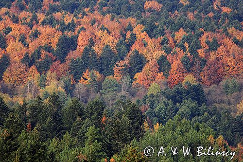 Bieszczady jesień Sokołowa Wola