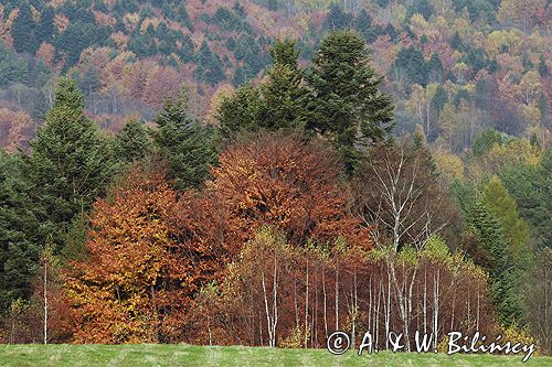 Bieszczady jesień Sokołowa Wola