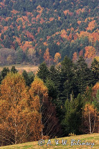 Bieszczady jesień Sokołowa Wola