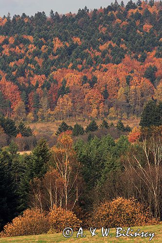 Bieszczady jesień Sokołowa Wola