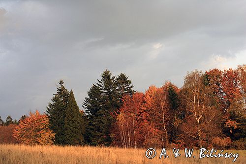 Bieszczady jesień Sokołowa Wola