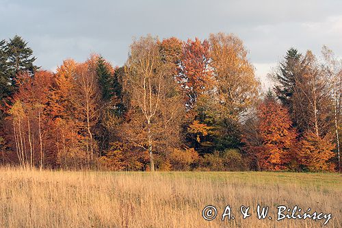 Bieszczady jesień Sokołowa Wola