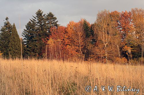 Bieszczady jesień Sokołowa Wola