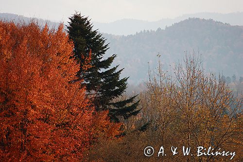 Bieszczady jesień Sokołowa Wola buki