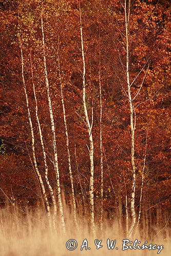 Bieszczady jesień Sokołowa Wola brzozy