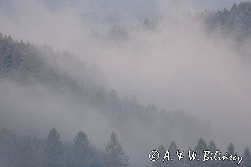 mgły nad żukowem, dolina żłobka, Bieszczady