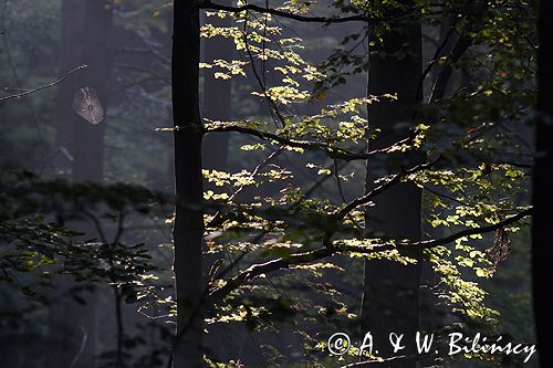 las na Jawornikach, Bieszczady