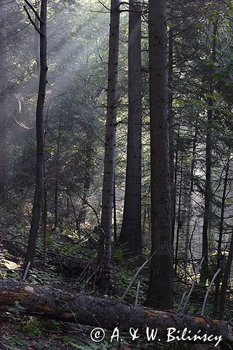 las na Jawornikach, Bieszczady