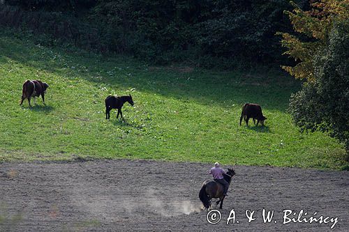 zaganianie konno bydła, okolice Tarnawy Górnej, Bieszczady