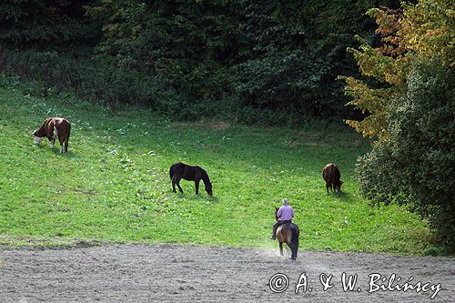 zaganianie konno bydła, okolice Tarnawy Górnej, Bieszczady