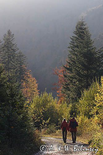 na stokówce pod Małym Jasłem / Ciśniańsko-Wetliński Park Krajobrazowy / Bieszczady