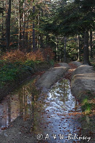 droga przez las, Ciśniańsko-Wetliński Park Krajobrazowy, Bieszczady